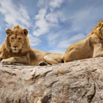 What is Tanzania best known for