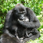 2-Day Bwindi Gorilla Trekking