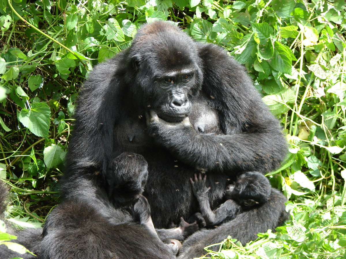 2-Day Bwindi Gorilla Trekking