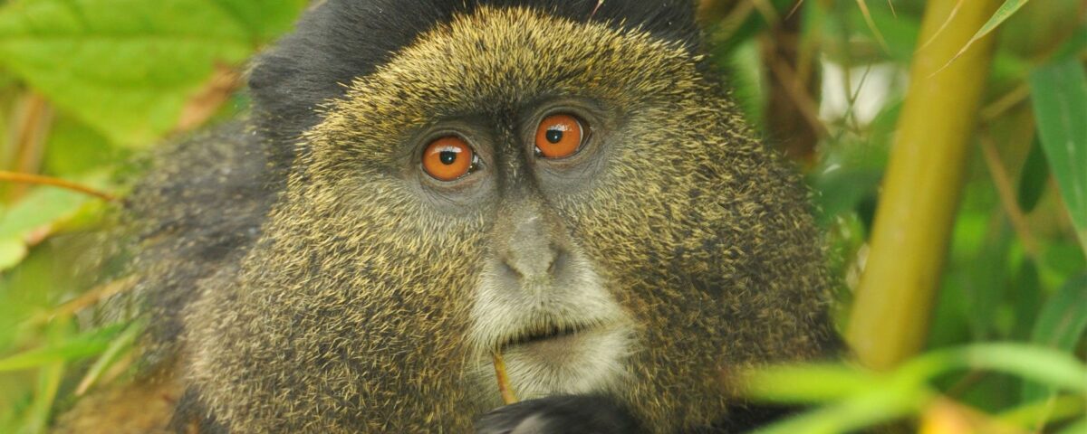 golden monkey tracking in Rwanda