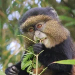 Mgahinga Gorilla National Park