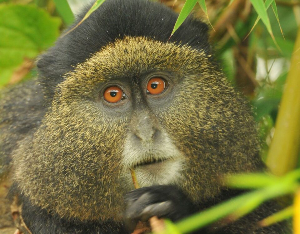 golden monkey tracking in Rwanda