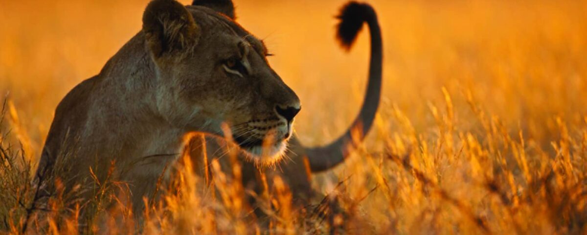 African Wild Adventures