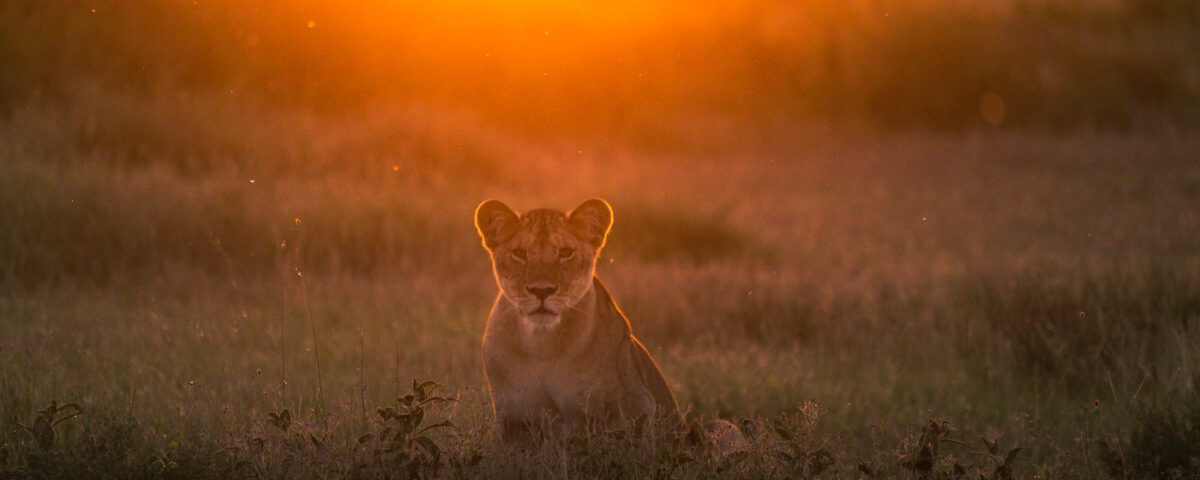 Queen Elizabeth National Park