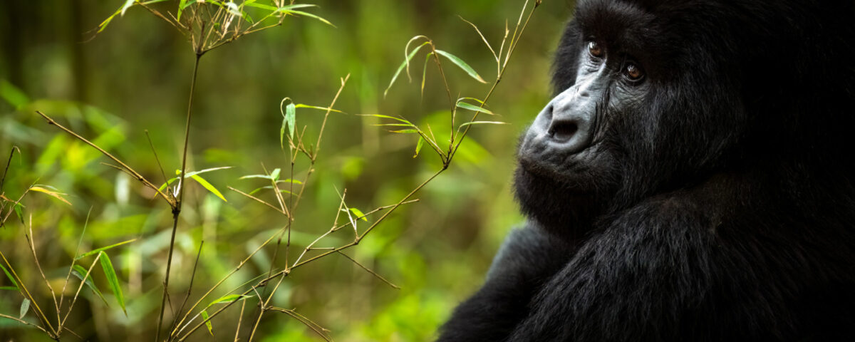 Bwindi Impenetrable National Park