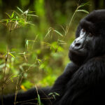 Bwindi Impenetrable National Park