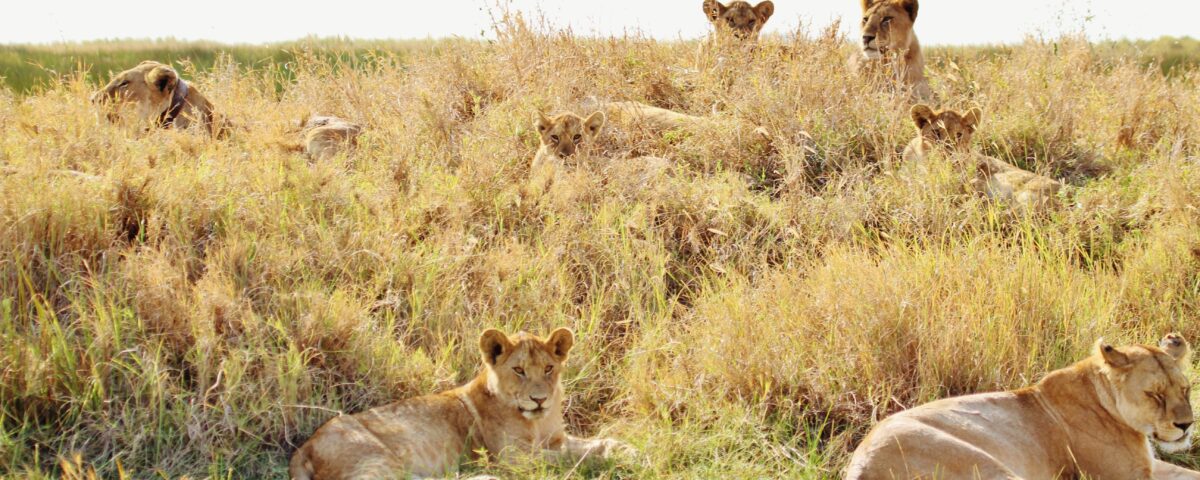 What is Queen Elizabeth National Park Known For?