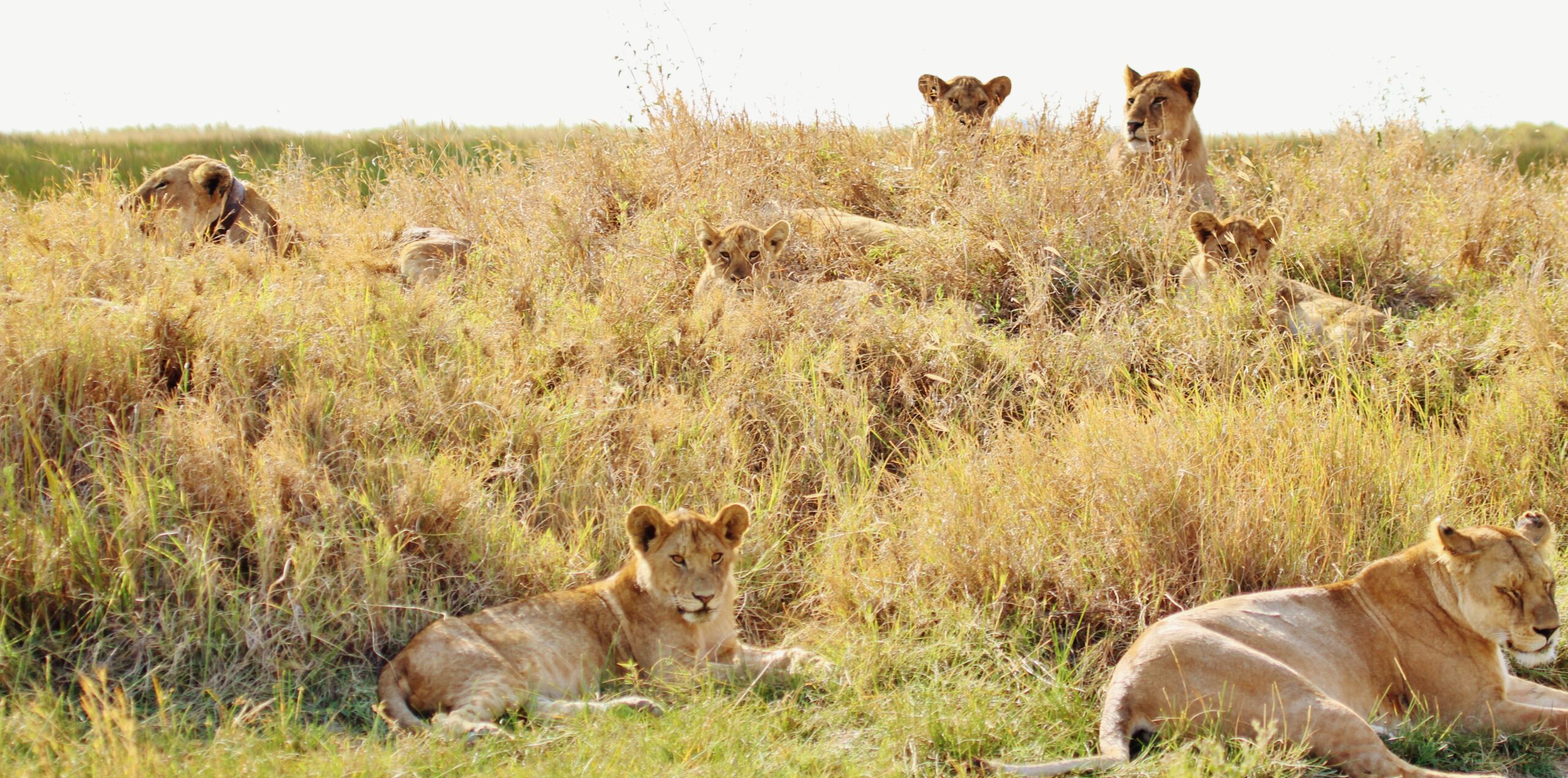 What is Queen Elizabeth National Park Known For?