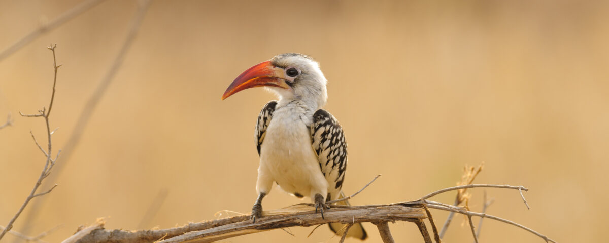 Rwanda Birding