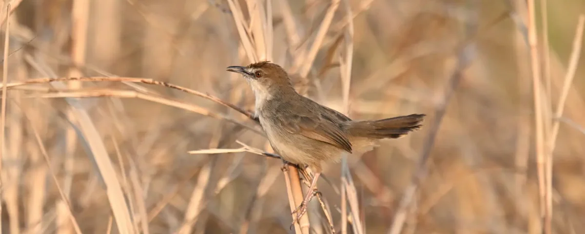 Tanzania Birding