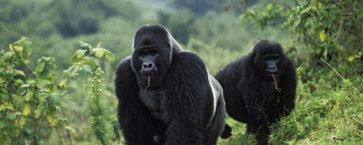 Long Uganda Wildlife Safaris