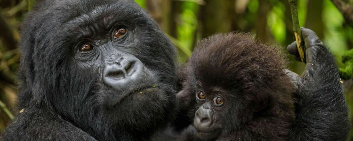 Africa Gorilla Trekking