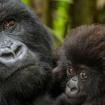 Africa Gorilla Trekking