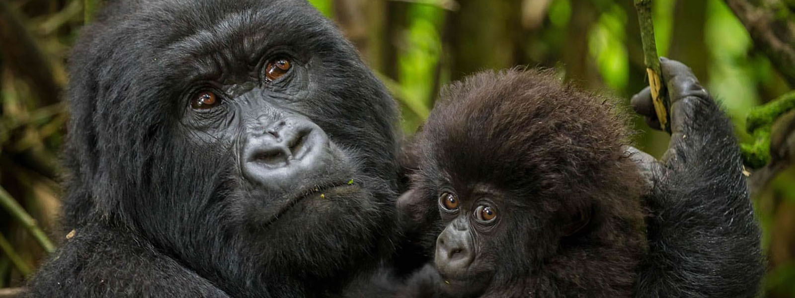Rwanda Gorilla Trek