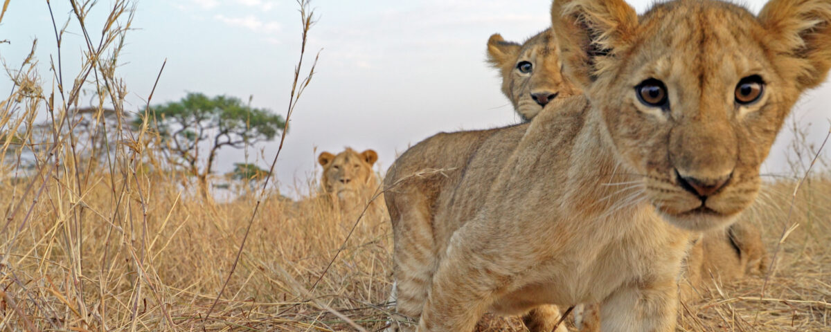 5-Day Tanzania Private Safari