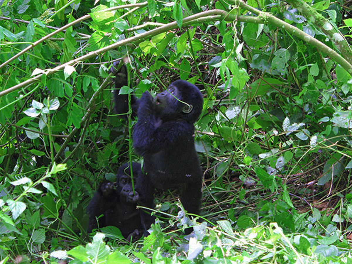 Land in Kigali but trek with in Uganda