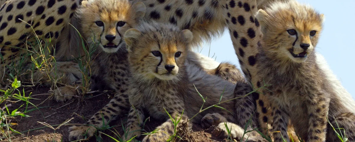 11-Day Tanzania Wildlife Safari