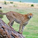 Best 5 animals in Maasai Mara