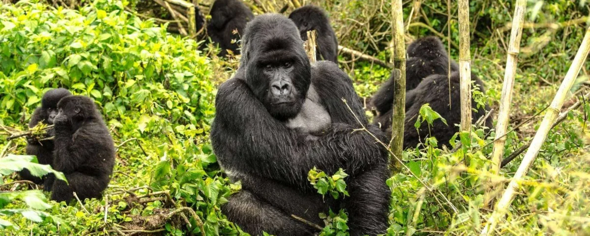 Rwanda Safaris