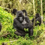 Rwanda Safaris