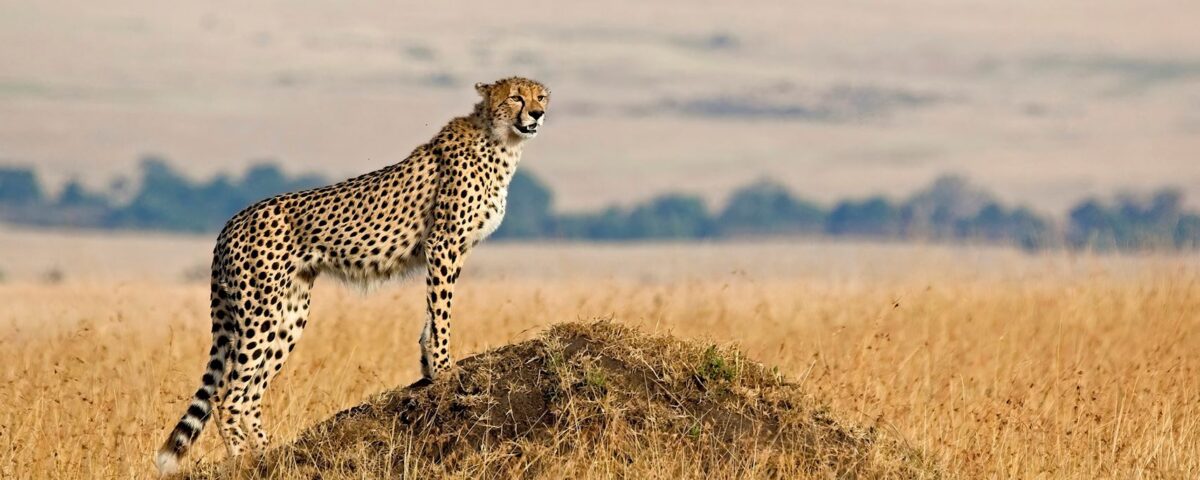 African Wild Adventures