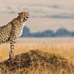 African Wild Adventures