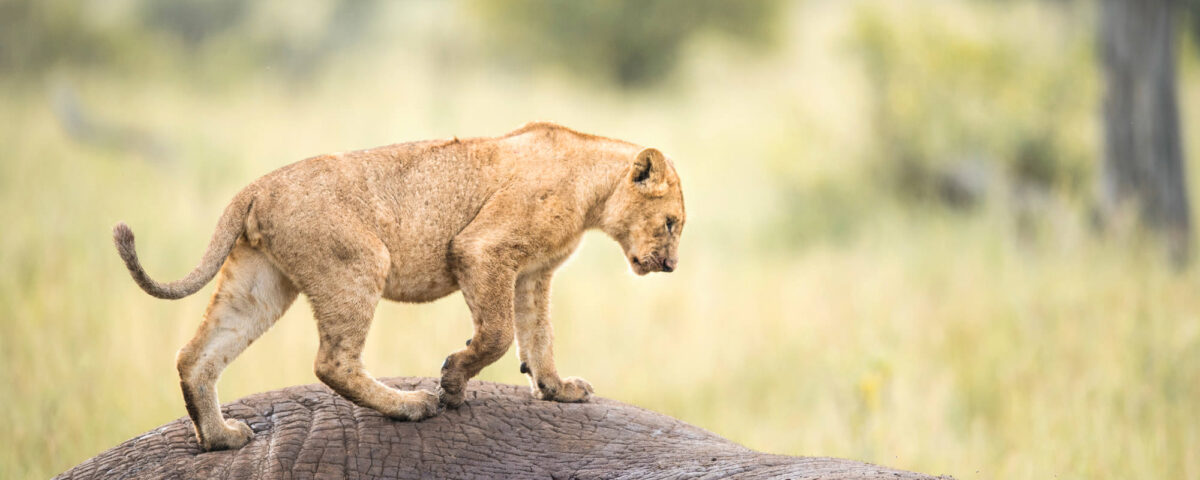 12-Day Tanzania Wildlife Safaris tour