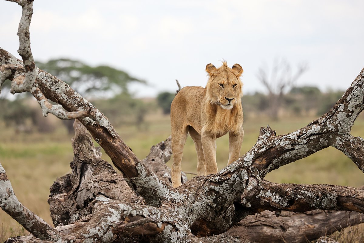 Best 5 animals in Maasai Mara