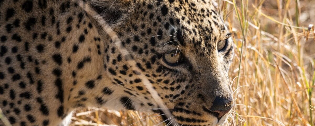 8-Day Tanzania Wildlife Safari