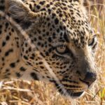 Best Countries for Wildlife Safaris on a Budget