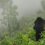 Gorilla Trekking in Uganda