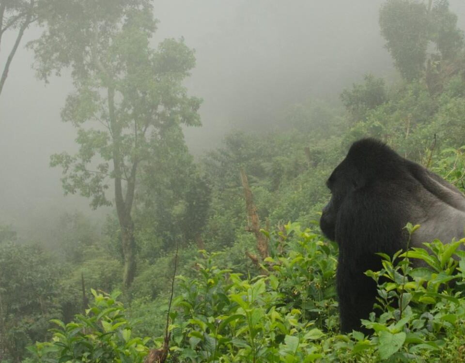 Best Time to Visit Rwanda