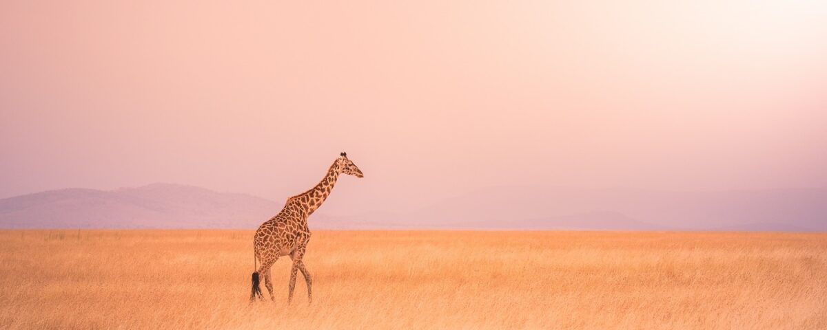7-Day Kenya Wildlife Safari