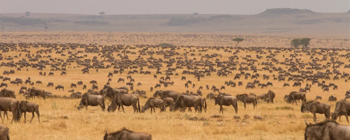 6-Day Tanzania Luxury Safari