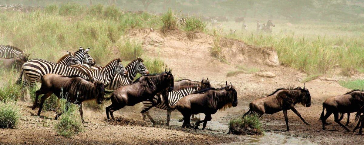 12-Day Tanzania Wildlife Safari