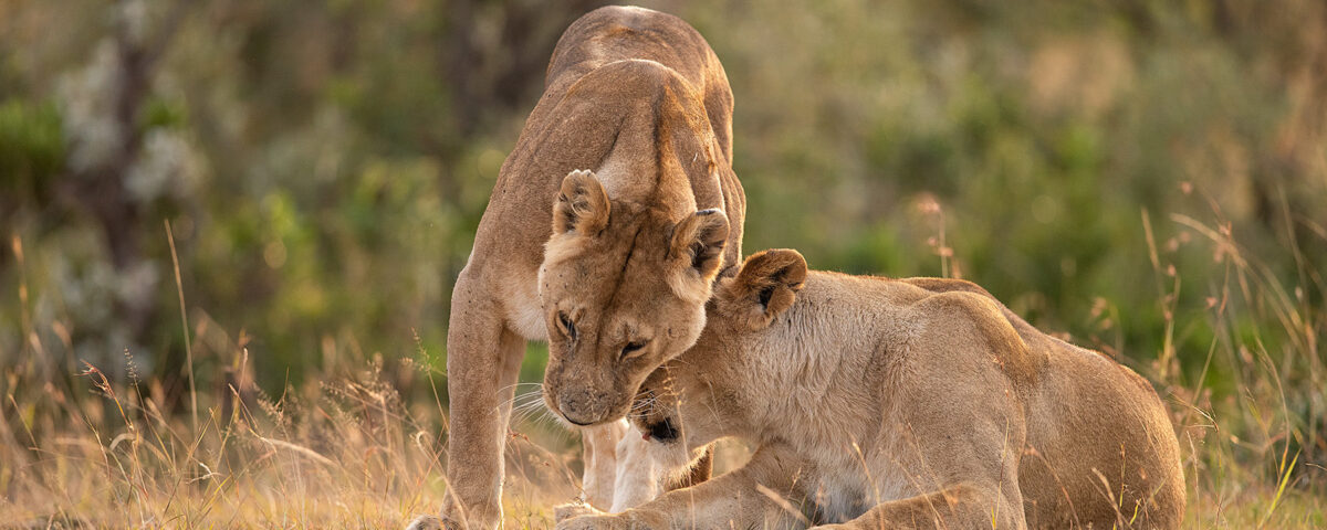 Murchison Falls National Park