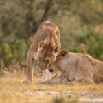 Murchison Falls National Park