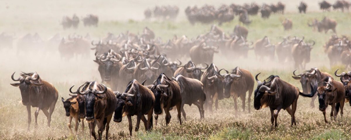 9-Day Tanzania Wildlife Safari