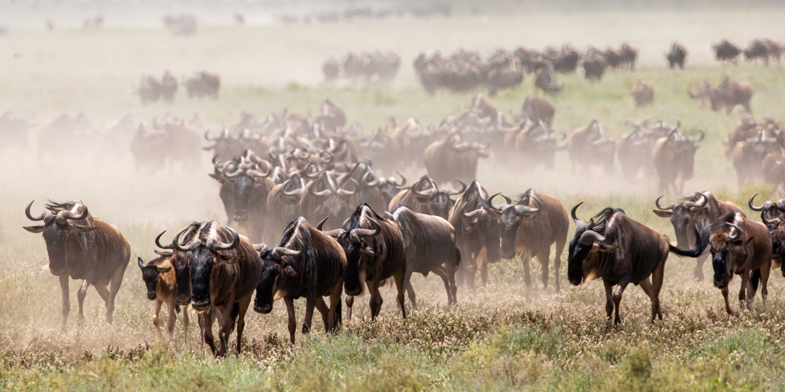 Ngorongoro Conservation Area