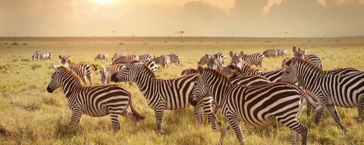 10-Day Best Tanzania Safari