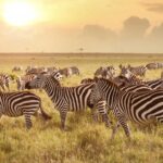 10-Day Best Tanzania Safari