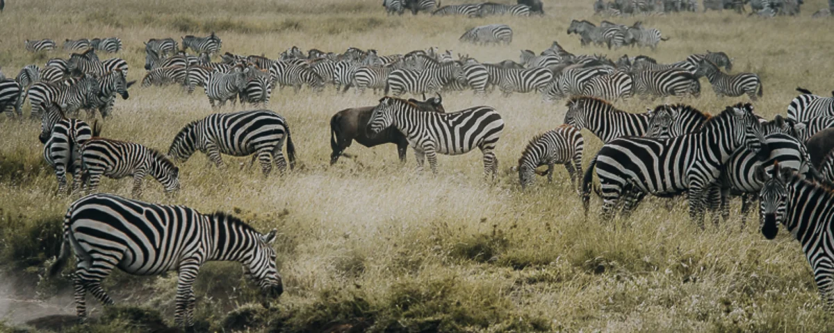 9-Day Tanzania Adventure Safari