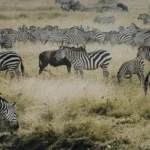Ngorongoro Conservation Area