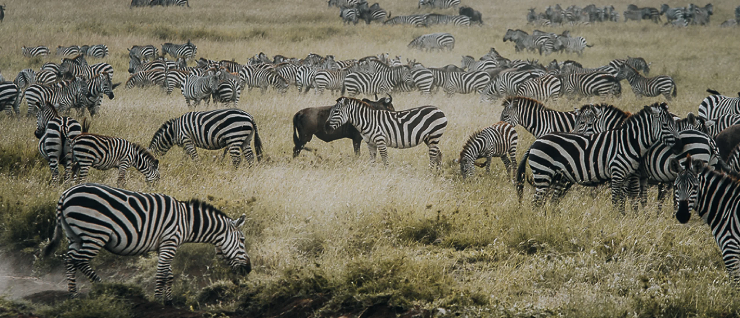 Ngorongoro Conservation Area