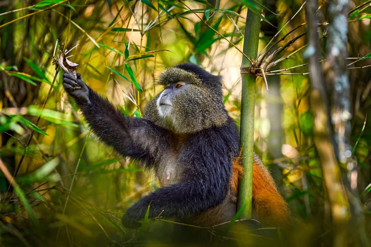 What Trip Activities Are Done in East Africa?