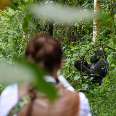 Responsible Wildlife Viewing