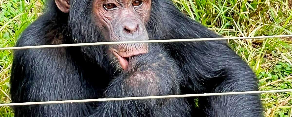 Ngamba Island Chimpanzee Tracking