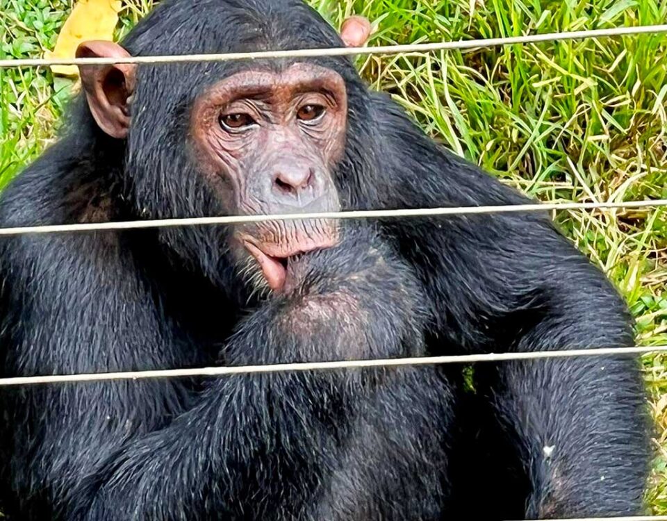 Ngamba Island Chimpanzee Tracking