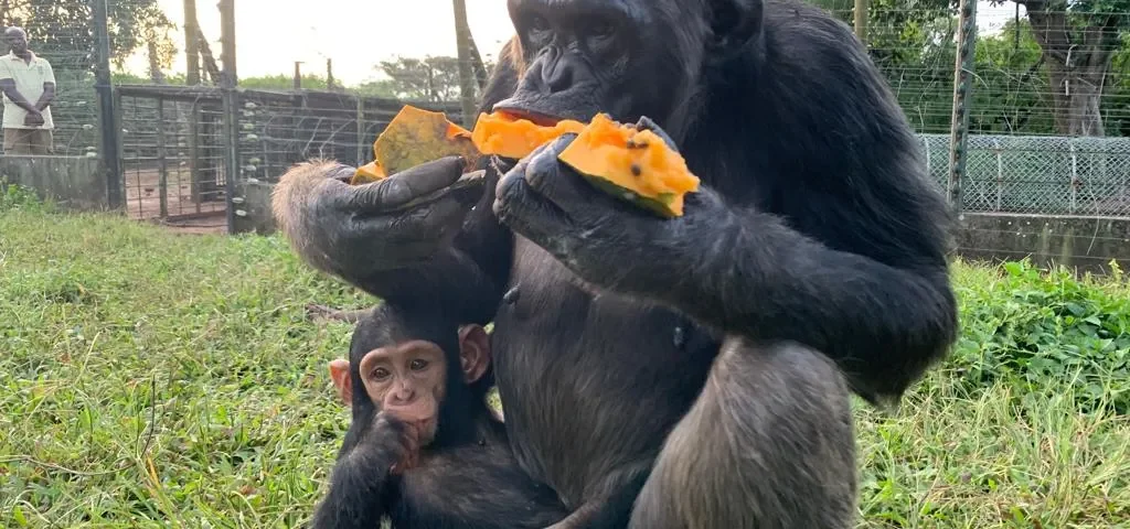 chimpanzees in the Mahale Mountains