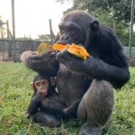chimpanzees in the Mahale Mountains